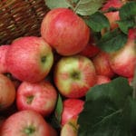 Apples in Basket DT_44619725